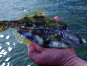 Just one of the many leatherjacket species available to anglers - this one is a toothbrush leatherjacket.